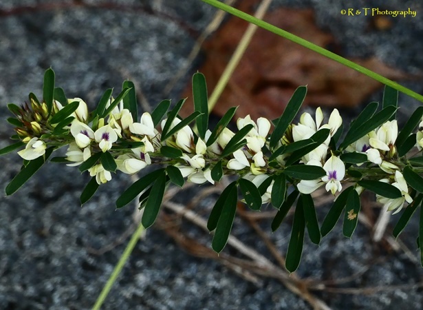 {Lespedeza cuneata}